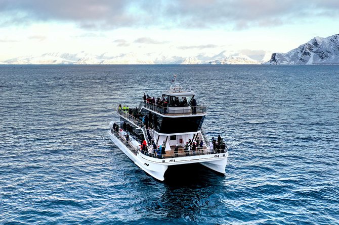 Silent Whale Watching by Hybrid-Electric Boat from Tromsø - Skjervøy herring grounds: why humpbacks and orcas show up here