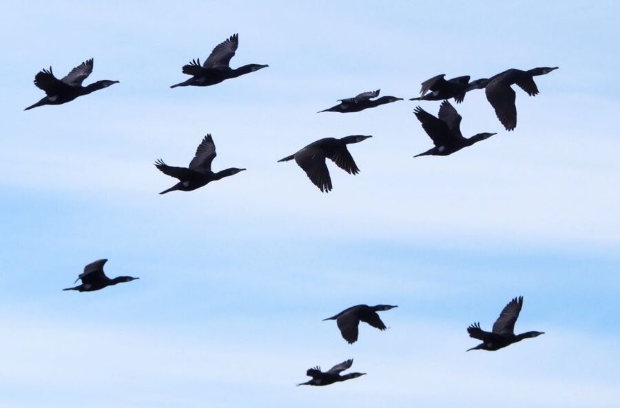 Skjervøy: Birds and Wildlife of Arctic Norway - Gear and Comfort, What’s Included and What You Still Need