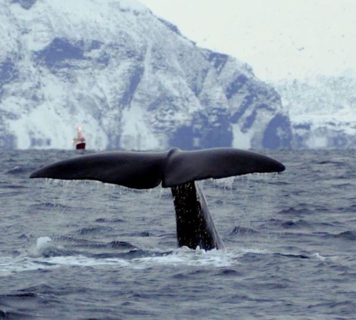 Skjervøy: Birds and Wildlife of Arctic Norway - The Rib Boat Search, Safe, Steady, and Built for Spotting