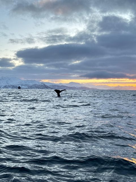 Skjervøy: Birds and Wildlife of Arctic Norway - Whale Watching Seasonality, Late January Still Has a Chance