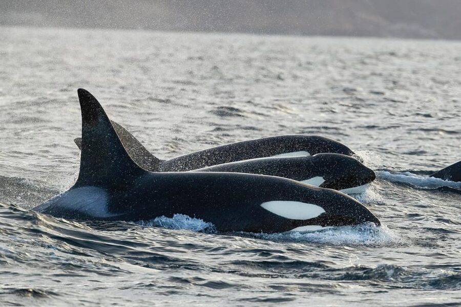 Skjervøy: Orca and Whale-Watching comfort heated Boat Trip - Key highlights to know before you go