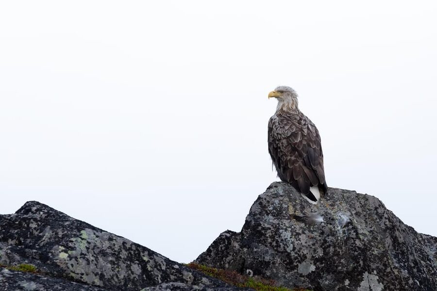 Skjervøy: Orca and Whale-Watching comfort heated Boat Trip - Price and value: is $301 a good deal?