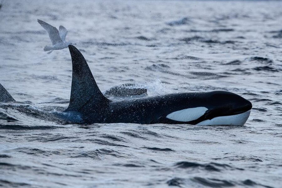 Skjervøy: Orca and Whale-Watching comfort heated Boat Trip - Your 3.5-hour flow: what happens before, during, and after
