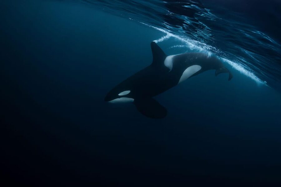 Skjervøy: Orca and Whale-Watching comfort heated Boat Trip - The boat layout that makes winter viewing easier