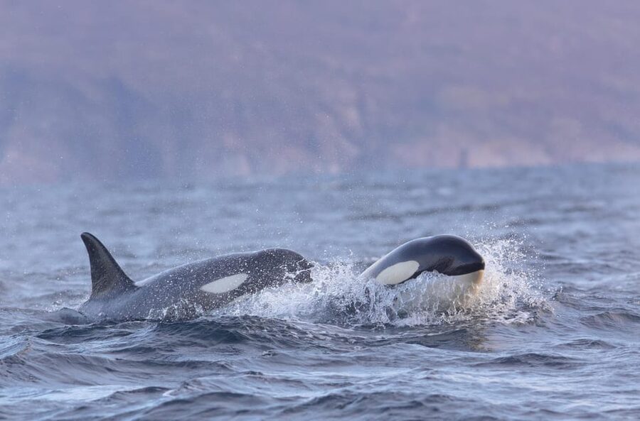 Skjervøy: Orca and Whale-Watching comfort heated Boat Trip - Photography tips you can use immediately
