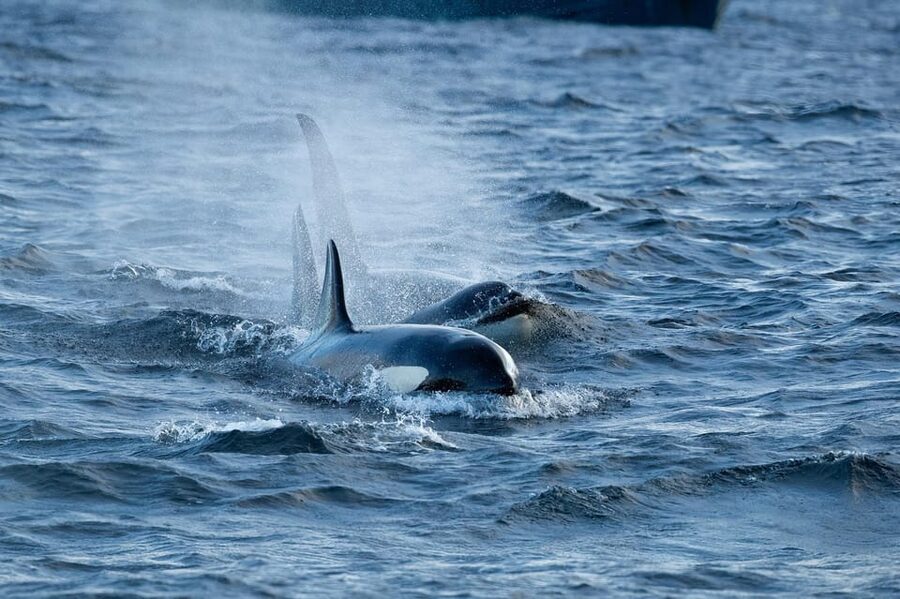 Skjervøy: Orca and Whale-Watching comfort heated Boat Trip - Weather reality: comfort helps, but the ocean decides