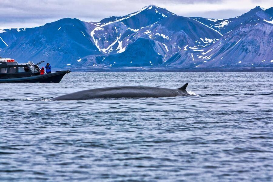Skjervøy: Orca and Whale-Watching comfort heated Boat Trip - Who should book this, and who might want a different option