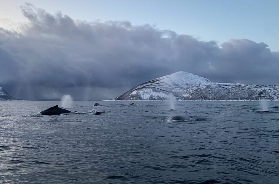 Skjervøy: Whale and Orca Watching Tour by RIB Boat - Quick hits before you go