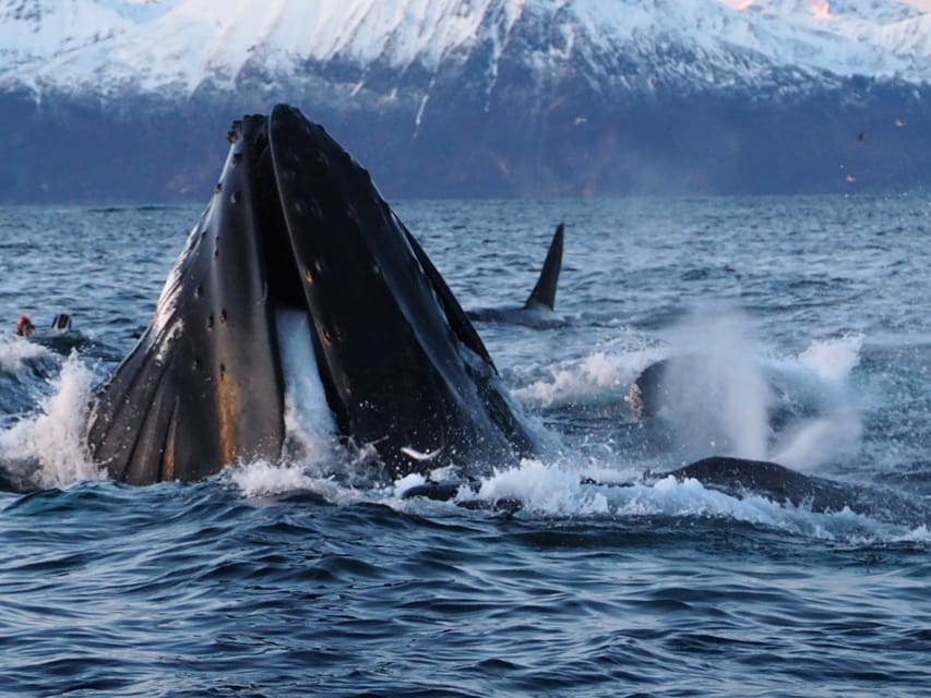 Skjervøy: Whale and Orca Watching Tour by RIB Boat - Practical winter tips that make or break your comfort
