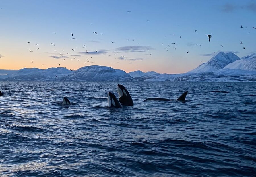 Skjervøy: Whale and Orca Watching Tour by RIB Boat - Why Skjervøy whale watching on a RIB boat feels different in winter
