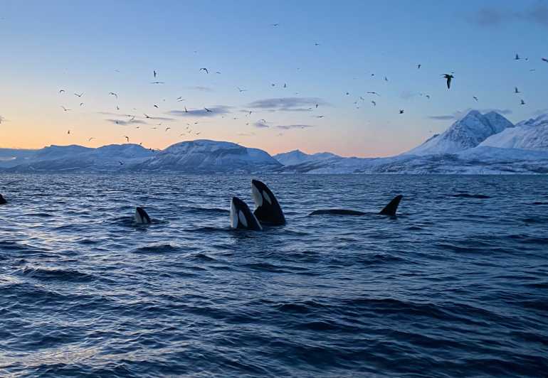 Skjervøy: Whale and Orca Watching Tour by RIB Boat - Getting kitted up: thermal suits, life vests, mittens, and goggles