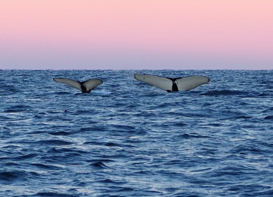 Skjervøy: Whale and Orca Watching Tour by RIB Boat - What the 3-hour RIB whale watch is really like out on the water