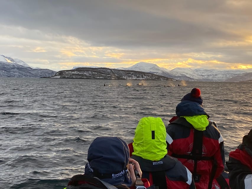 Skjervøy: Whale and Orca Watching Tour by RIB Boat - The whales you’re looking for, and the clues that matter