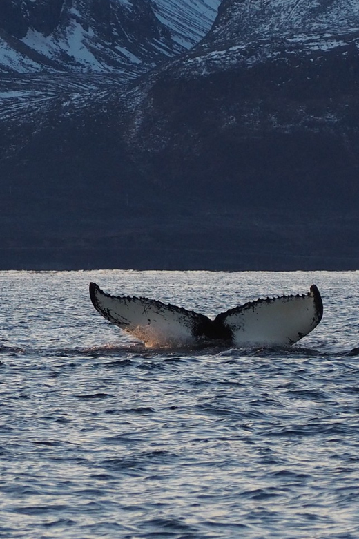 Skjervøy: Whale and Orca Watching Tour by RIB Boat - If orcas are spotted: what the feeding session means for your photos and memories