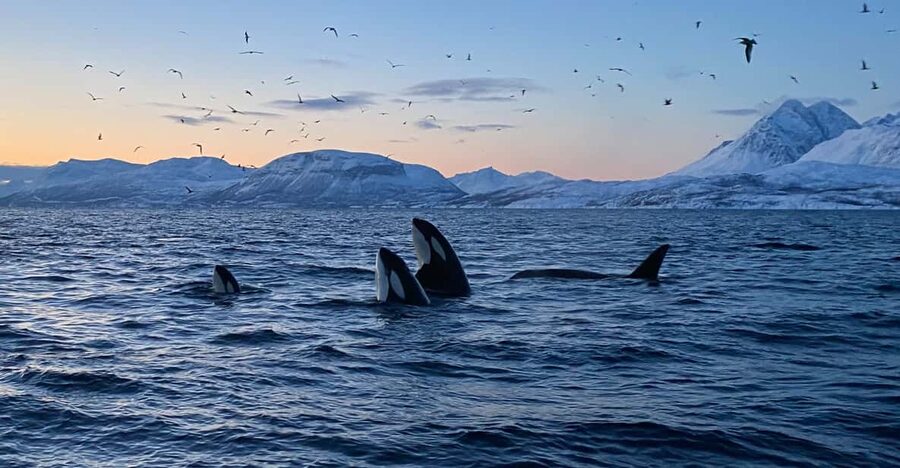 Skjervøy: Whale and Orca Watching Tour by RIB Boat - Orca and whale watching value: price, gear, and a realistic chance of sightings