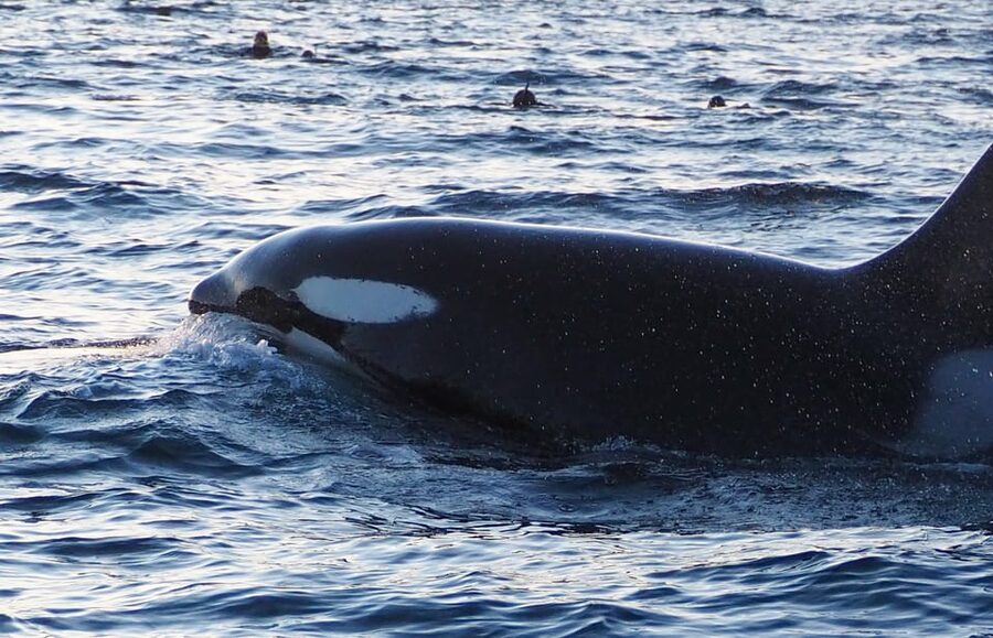 Skjervøy: Whale and Orca Watching Tour by RIB Boat - Small group spotting with real crew guidance (and why it helps)