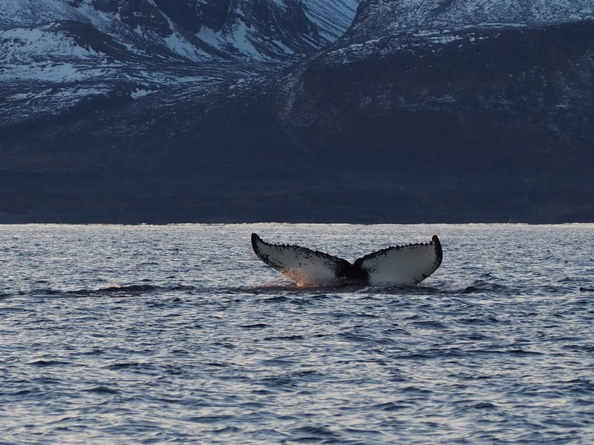 Skjervøy: Whale and Orca Watching Tour by RIB Boat - Meeting at Strandveien 70, finding the red door, and starting with the right mindset