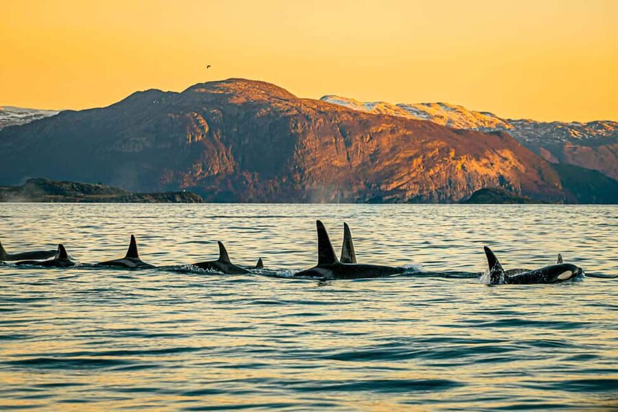 Skjervøy: Whale Watching with RIB Boat and Local Guide - Key Highlights You Should Know Before You Go