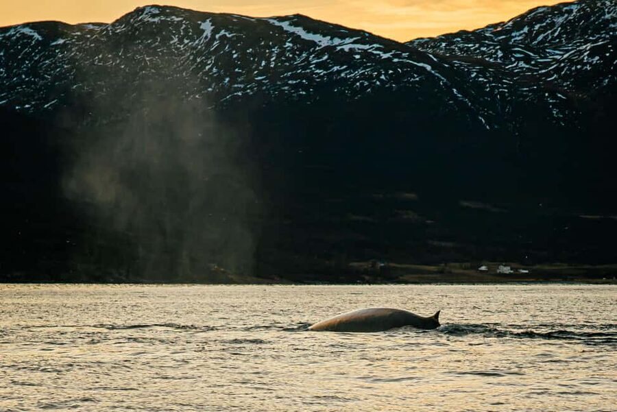 Skjervøy: Whale Watching with RIB Boat and Local Guide - Skjervøy RIB Whale Watching: The Real Arctic “Search and See” Experience
