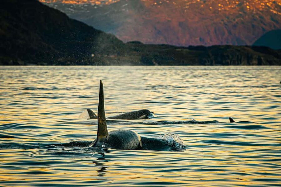Skjervøy: Whale Watching with RIB Boat and Local Guide - Your Arctic Kit on the Base: What You Get and What You Still Need