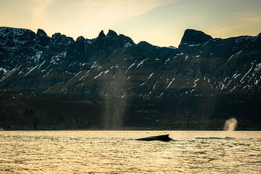 Skjervøy: Whale Watching with RIB Boat and Local Guide - Guide Viktor and the Style of Information You Actually Want