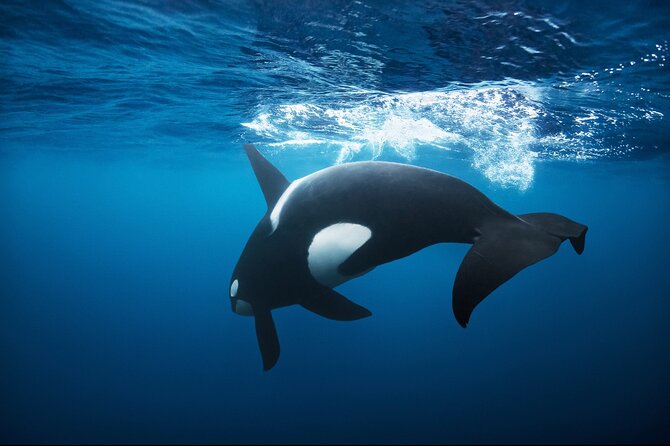 Snorkeling with Orcas In Norway, 4 days All-Inclusive expedition - Key things I’d pay attention to before booking