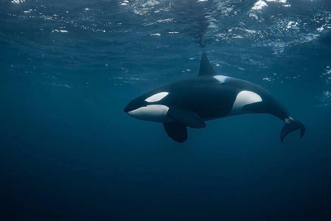 Snorkeling with Orcas In Norway, 4 days All-Inclusive expedition - From Tromsø to the herring hunt: what you are really signing up for