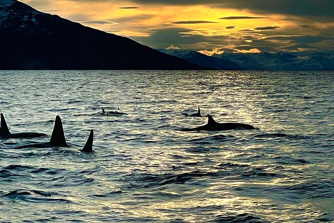 Snorkeling with Orcas In Norway, 4 days All-Inclusive expedition - Snorkeling with orcas and humpbacks: what you can expect in the water