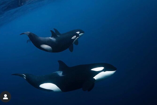 Snorkeling with Orcas In Norway, 4 days All-Inclusive expedition - A realistic 4-day flow: how the days tend to run