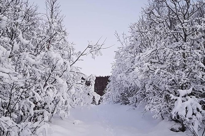 Snowshoeing With A View - Key highlights before you go