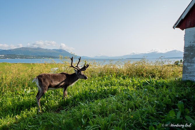 Summer Fjord Road Trip with Citizen Science with Wandering Owl - Lunch by the Beach: Vegan Options, Low-Waste Details, and Real Comfort