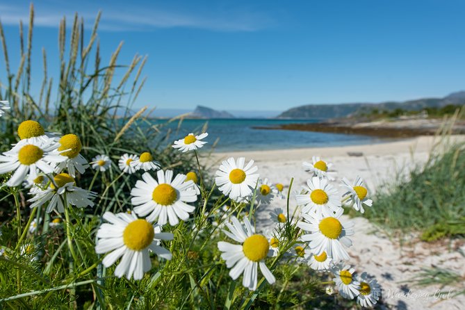 Summer Fjord Road Trip with Citizen Science with Wandering Owl - Should You Book This Tromsø Fjord and Citizen Science Road Trip?