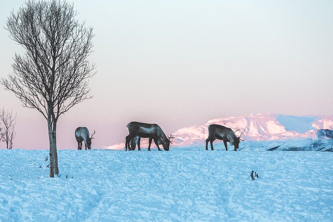 Tour of the authentic fjords of Kvaløya - Hot Soup, Coffee or Tea, Snacks, and Why It Matters in the Cold