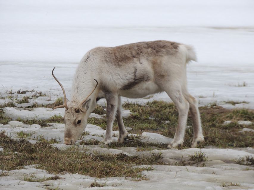 Tromso: All-Inclusive Arctic Fjords and Sommarøy Scenic Tour - Packing for arctic roads, short walks, and the one guaranteed toilet break