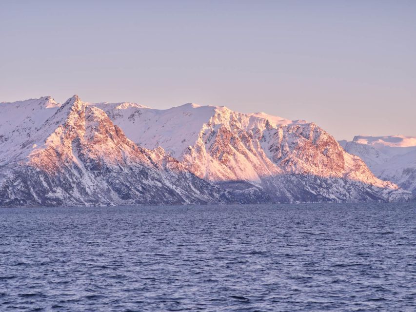 Tromsø: Arctic Fjord Cruise in Polar Landscapes - Warmth, drinks, and the small comforts that prevent grumpy Arctic tourism