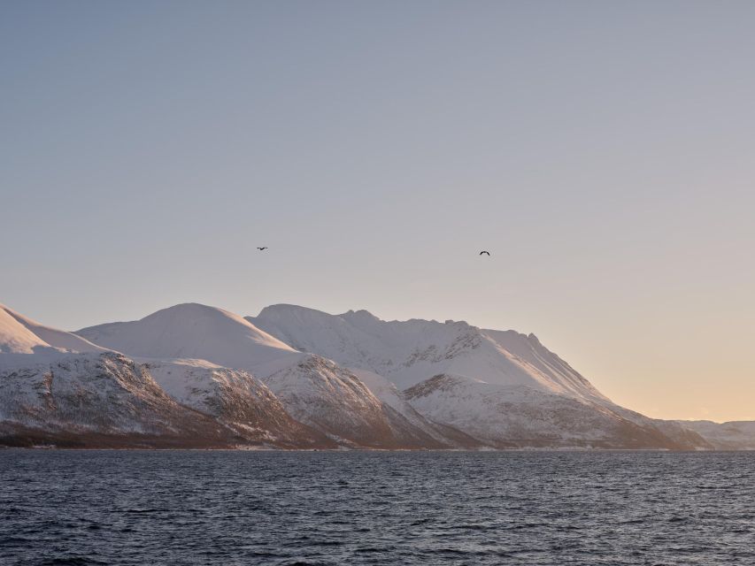 Tromsø: Arctic Fjord Cruise in Polar Landscapes - Price and value: is $120 per person worth it?