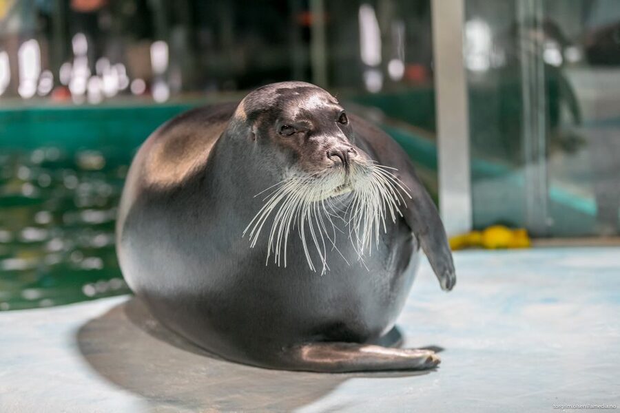 Tromsø: Entrance Ticket to Polaria - What You See First, the Aquarium and Local Arctic Species