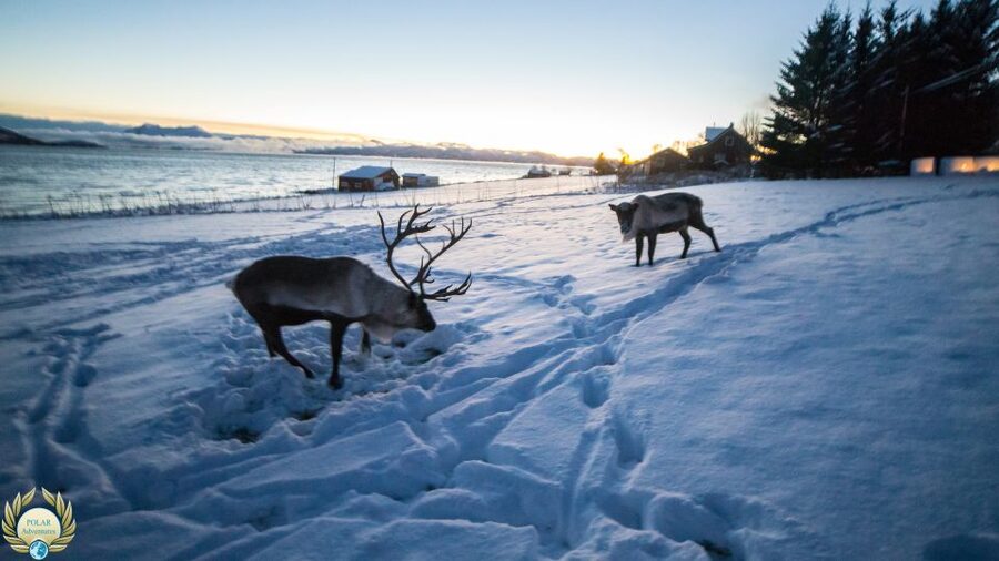 Tromsø: Exclusive Fjord Adventure by Bus - Wildlife spotting: what you can realistically hope for