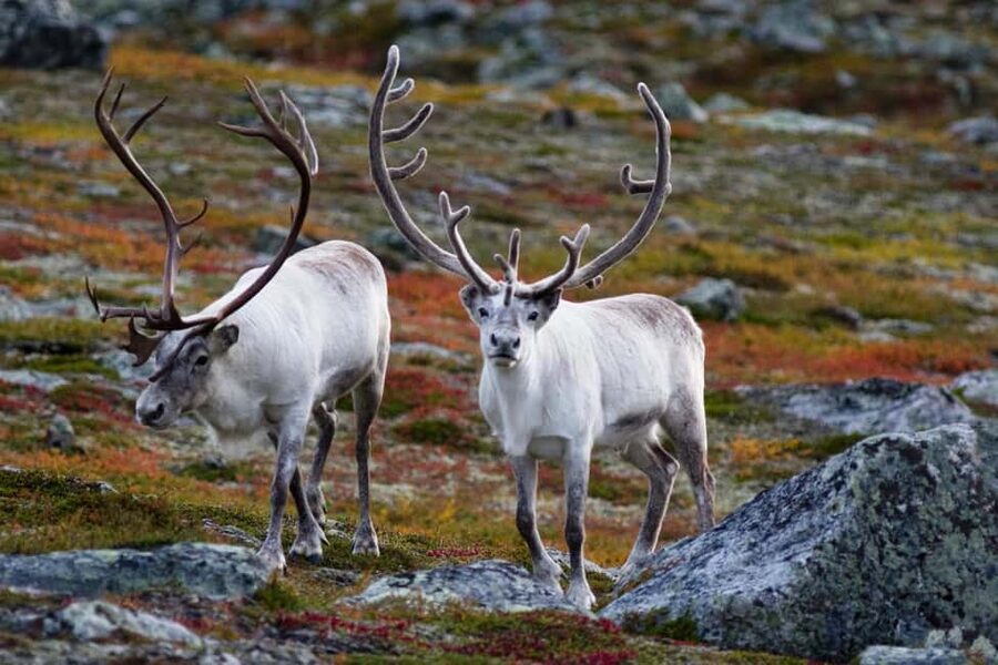Tromso: Fjord Arctic Adventure Expedition - Key Highlights to Know Before You Go
