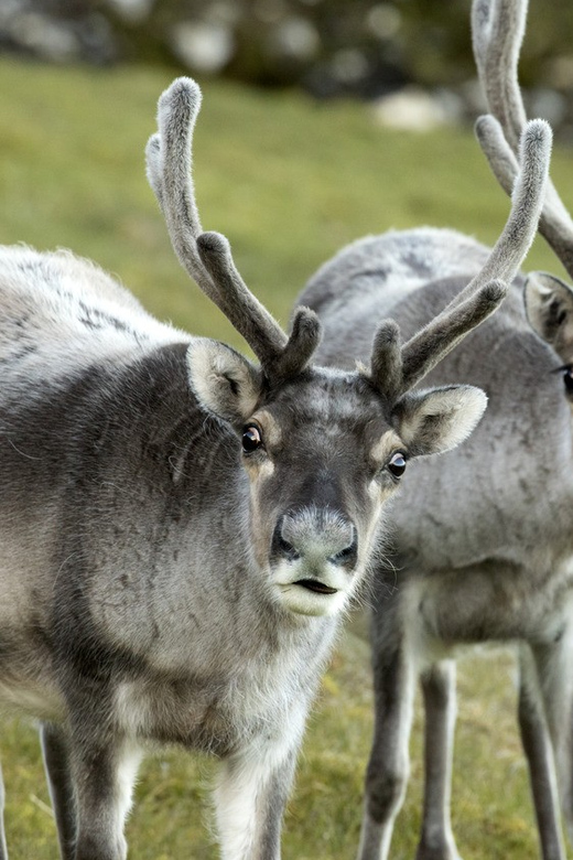 Tromso: Fjord Arctic Adventure Expedition - Value for Money: What $147 Buys You in Tromsø