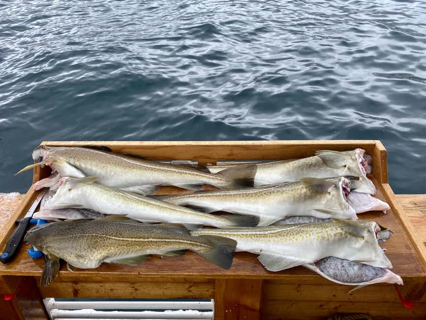 Tromsø: Fjord Fishing Cruise - Your 4.5-hour rhythm on the water, from Stortorget to fjord stops