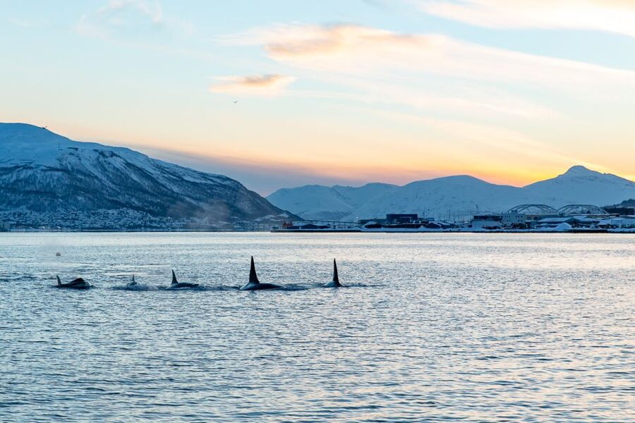 Tromsø: Fjord History Cruise with Snack and Drinks - From Tromsø City Views to the Sound, Here’s What You’ll Actually See