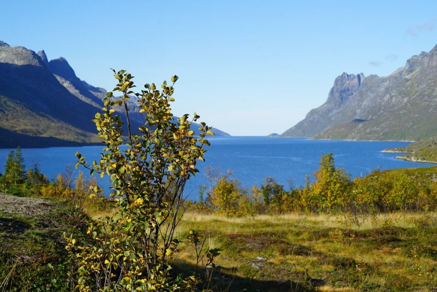Tromsø: Fjord Sightseeing in a Tesla X Luxury Electric Car - Kvaløya Island Views: The Fast Way to Understand Tromsø