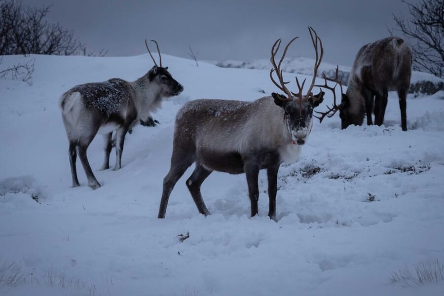 Tromsø: Fjords & Beaches Tour with campfire and Arctic food - Key highlights worth planning around