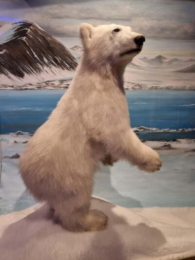 Guided Polar Bear Walk incl. Polaria & Polar Museum