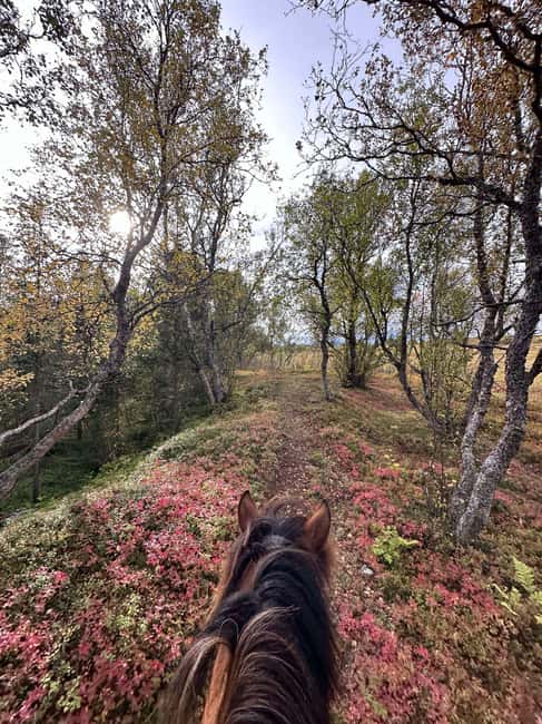 Tromsø: Horseback Riding Tour - Who should book this, and who should skip it