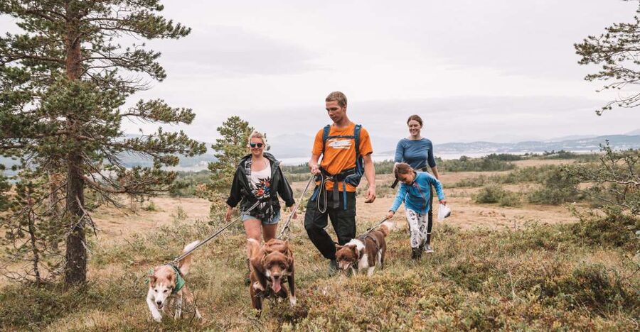 Tromsø: Husky Hike and Puppy Visit with Traditional Lunch - Husky Power in Tromsø: Why This Half-Day Feels So Different