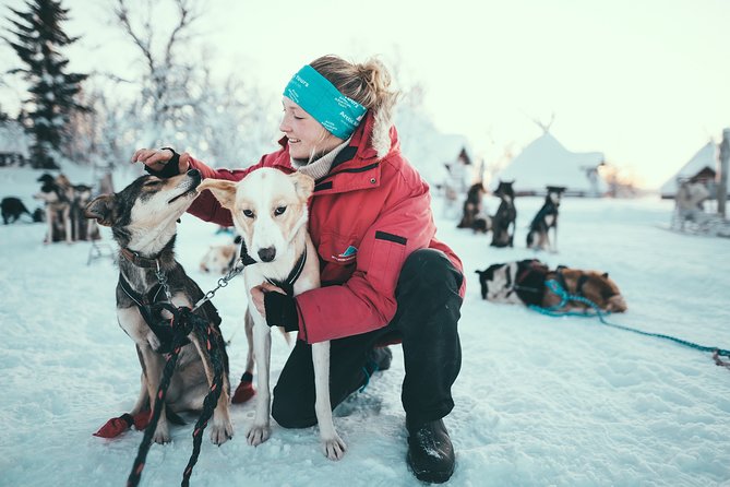 Tromso Husky Self-Drive Sledding with Cake and Drink in Lavvu - Quick hits before you go