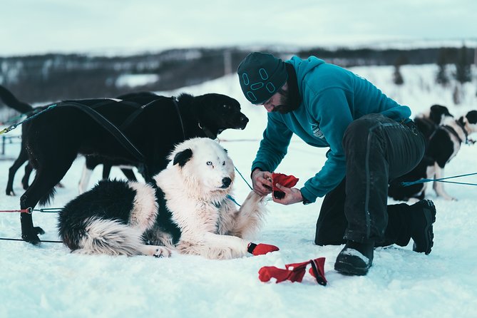 Tromso Husky Self-Drive Sledding with Cake and Drink in Lavvu - Price and value in Tromsø: what you pay for, and what you get