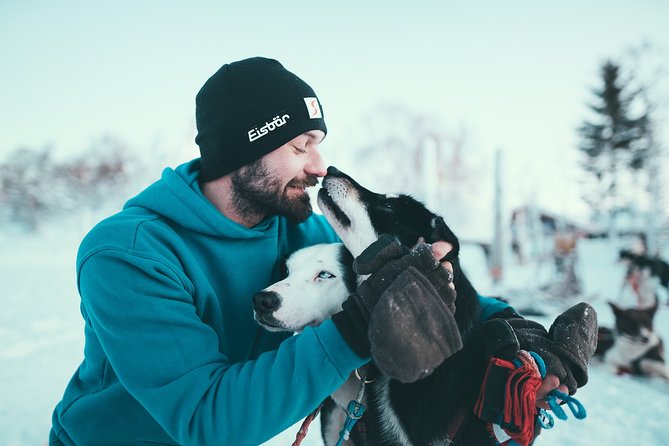 Tromso Husky Self-Drive Sledding with Cake and Drink in Lavvu - Who should book this husky self-drive, and who should reconsider
